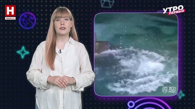 Белка и Стрелка | ПЕРВЫЙ КОСМИЧЕСКИЙ