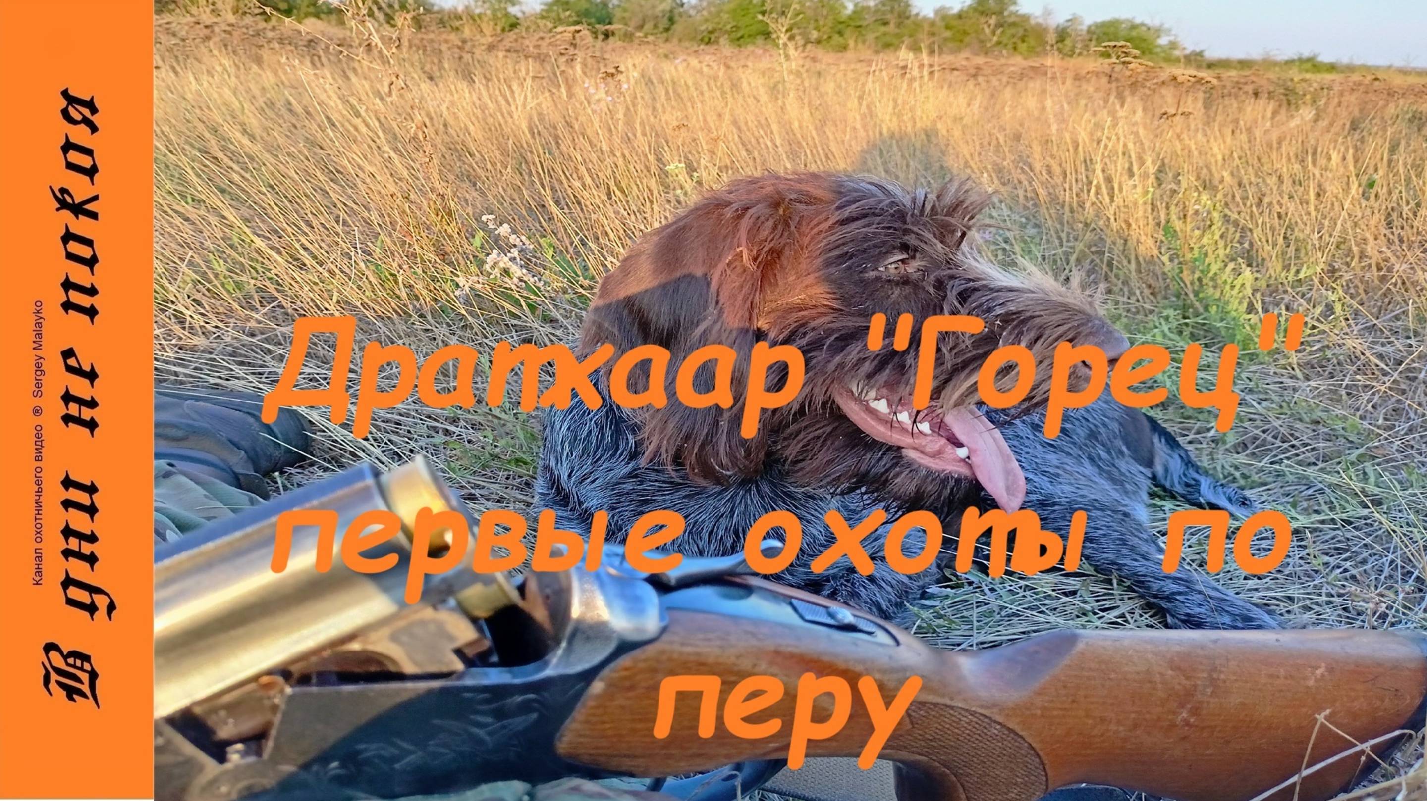 Дратхаар "Горец". Первая кровь