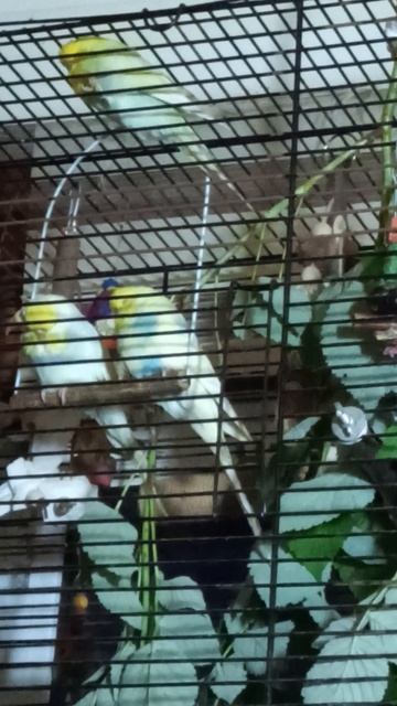 Переселение прошло успешно 18.08.25 #ВВП_Чехи_попугаи