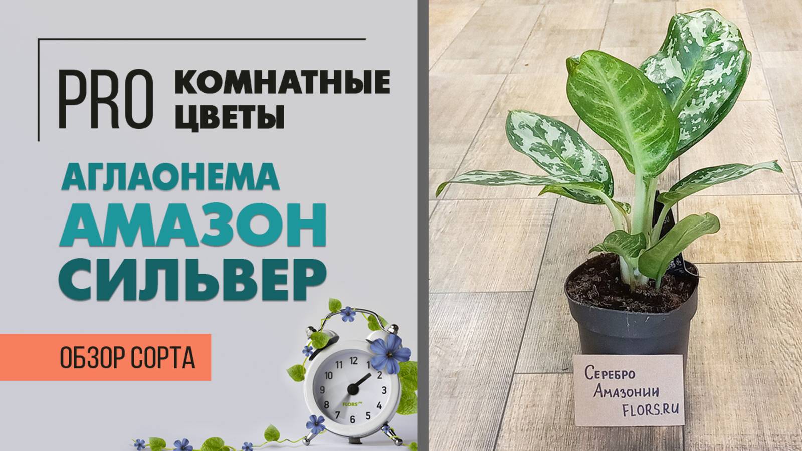 Аглаонема Амазон Сильвер - обзор сорта | Серебряная амазонка