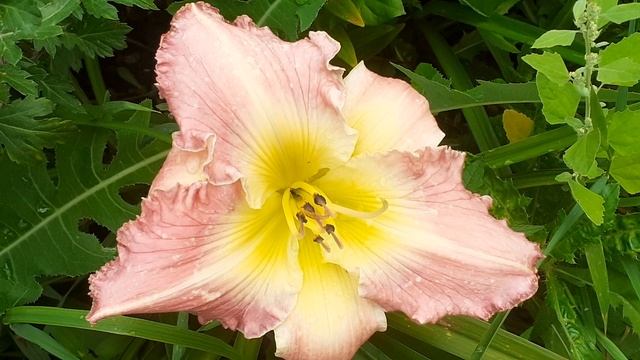 лилейник сеянец №311 (Vlasova' 2025)