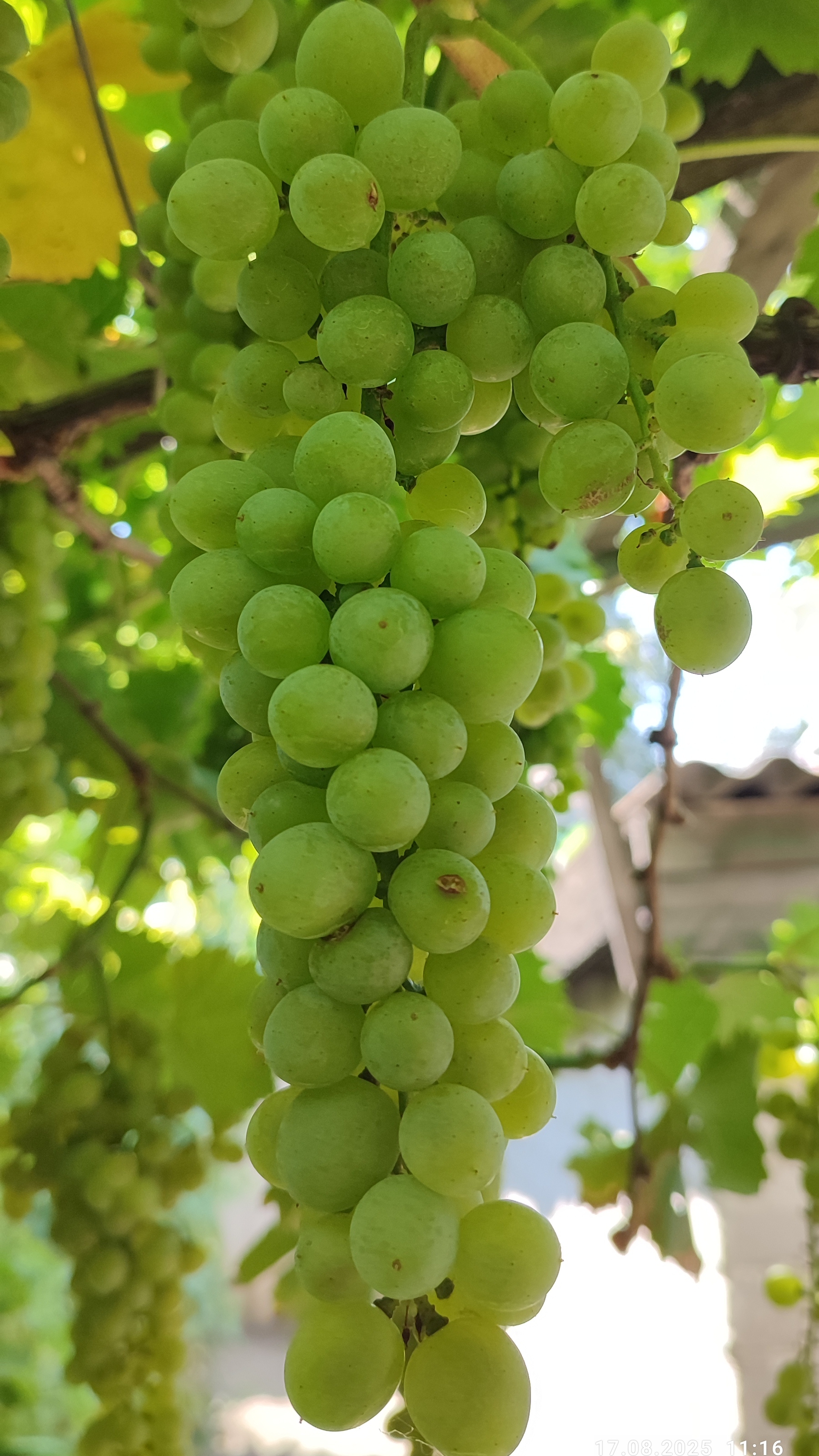 Технические сорта винограда: Красностоп золотовский, Первенец и Цитронный Магарача. 18.08.25