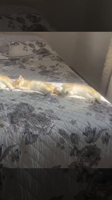 Солнечный кото лучик