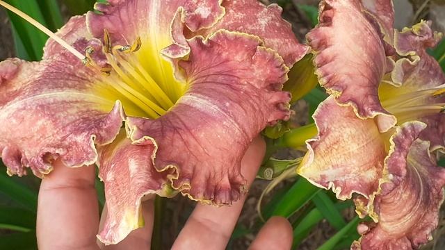 лилейник ТОКАЙ (Vlasova' 2024)