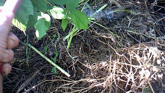 Орошение нашего пополняемого компоста