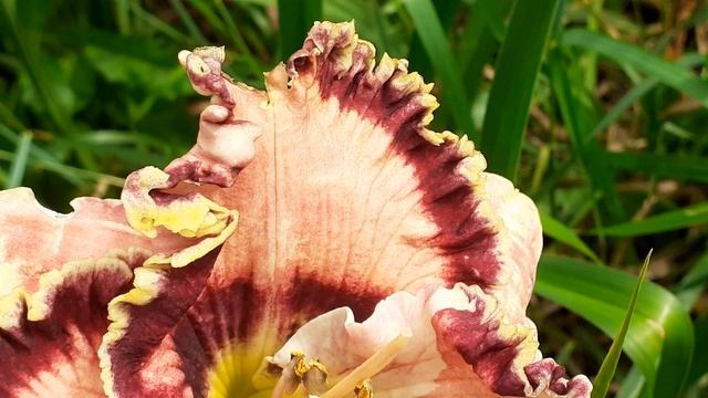 лилейник RUFFLES HAVE RIPPLES