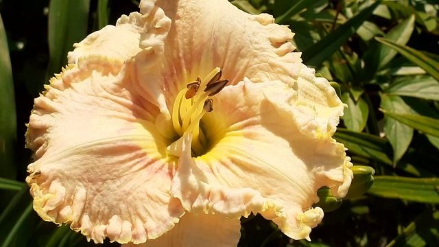 лилейник ХРУСТАЛЬНАЯ МЕЧТА (Vlasova' 2018)