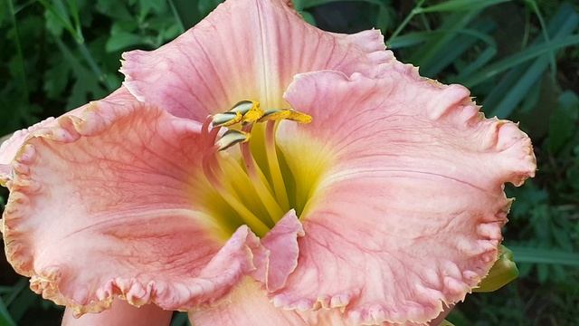 лилейник сеянец №329 (Vlasova' 2025)