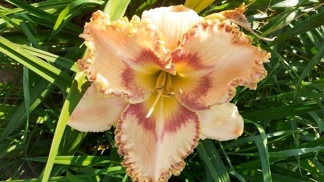 лилейник NATURES POETRY