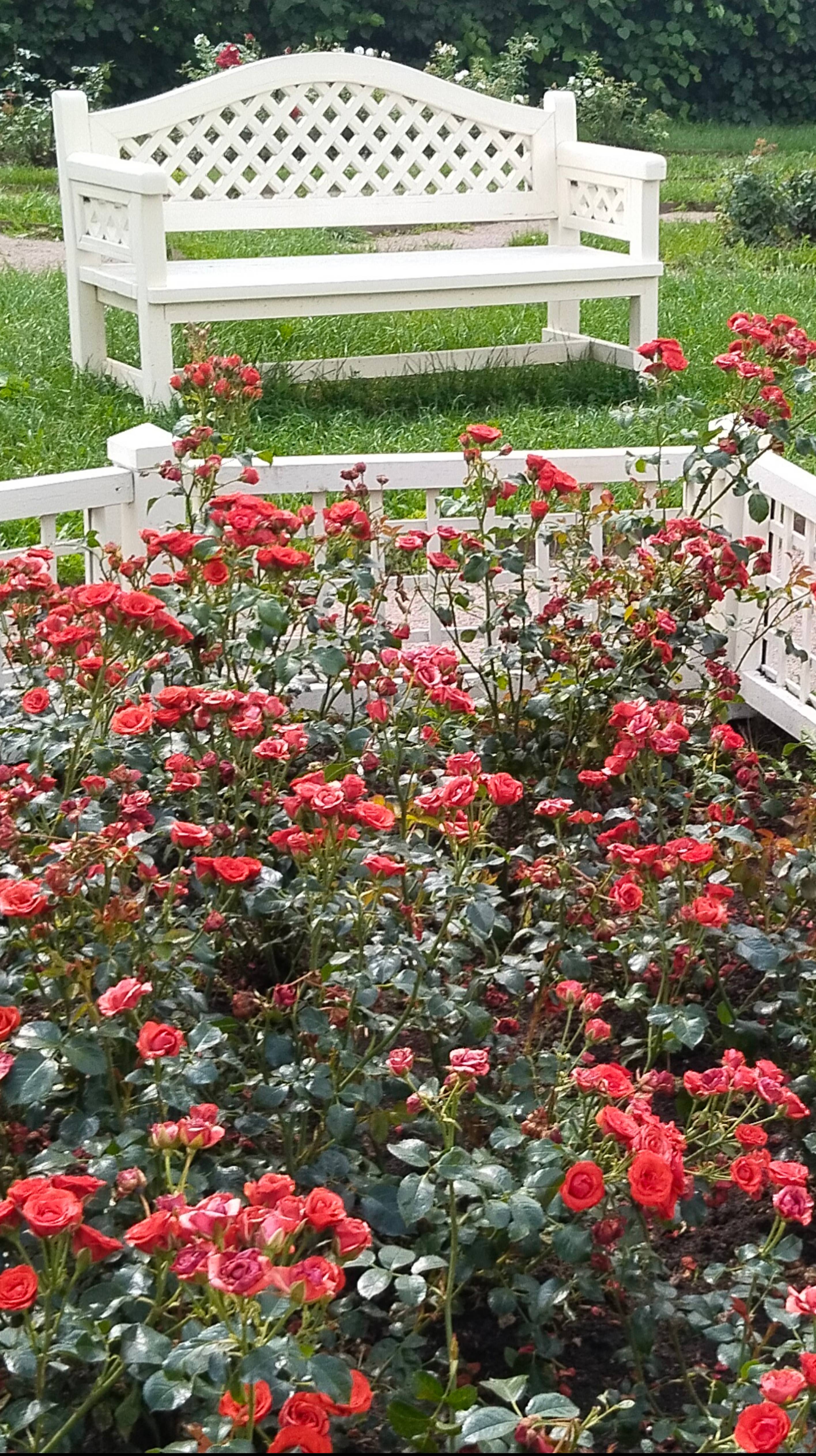 Милый садик в Кусково