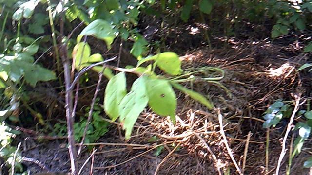 Орошение нашего непополняемого компоста, и сравнение с пополняемым