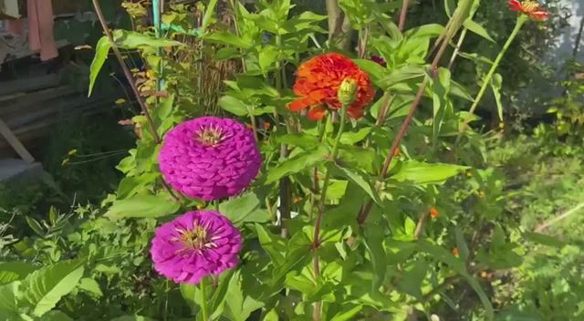 Мои цветочки на клумбе в августе