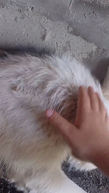 играю с собакой белкой но не совсем играю а просто её глажу.mp4