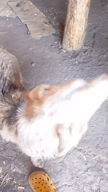 королевский мем про собаку.mp4