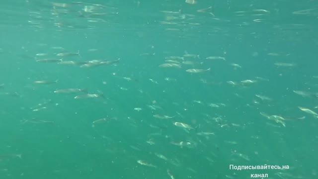 ДИВНОМОРСКОЕ 18.08.2025