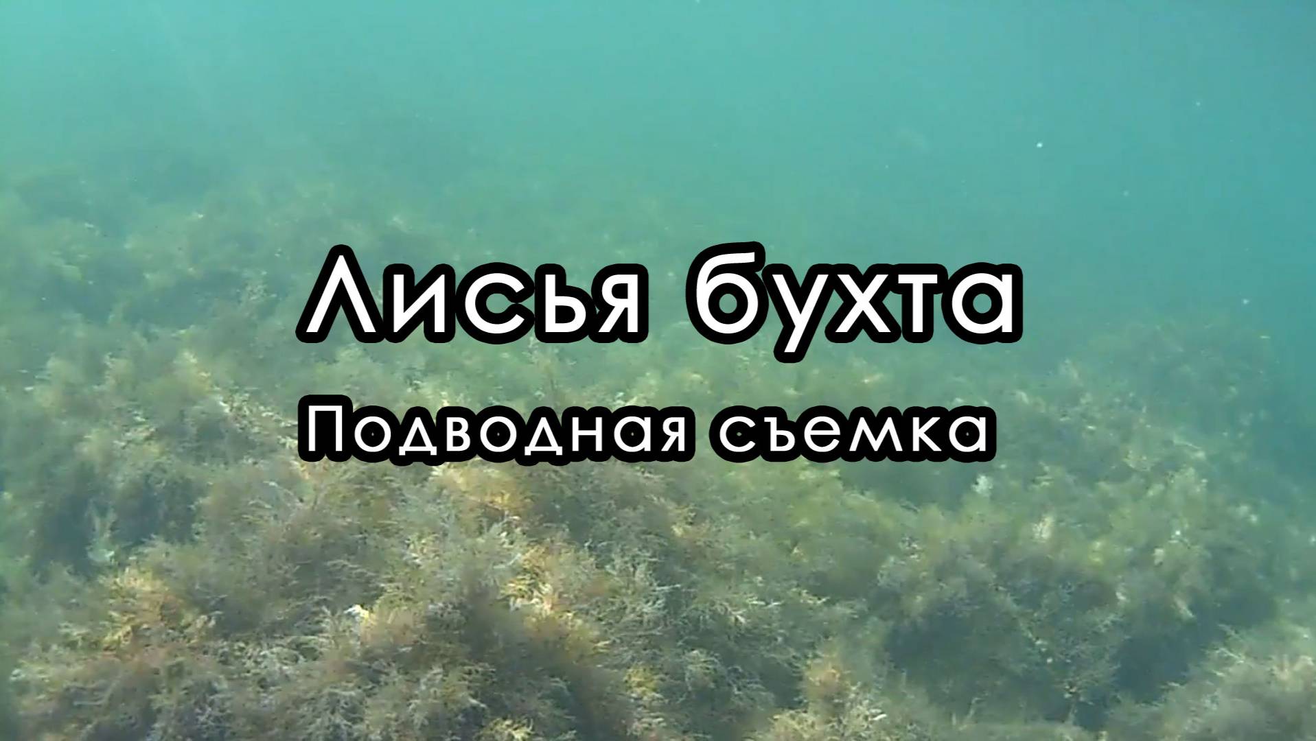 Подводная съемка. Лисья бухта. Крым.