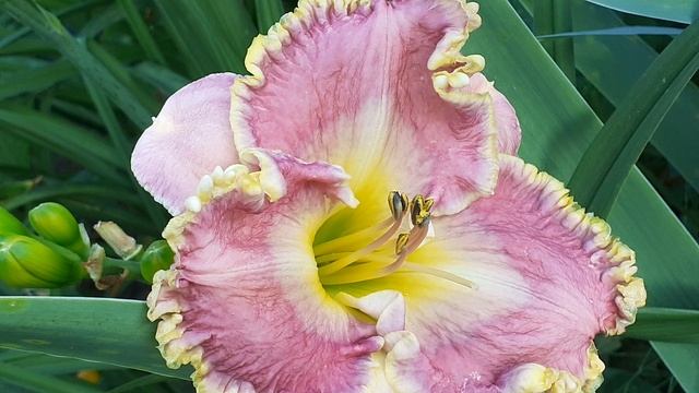 лилейник ТЕБЕРДА (Vlasova' 2025)