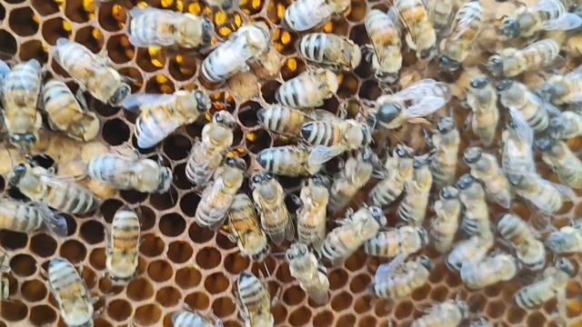 Две матки на одной рамке 😱