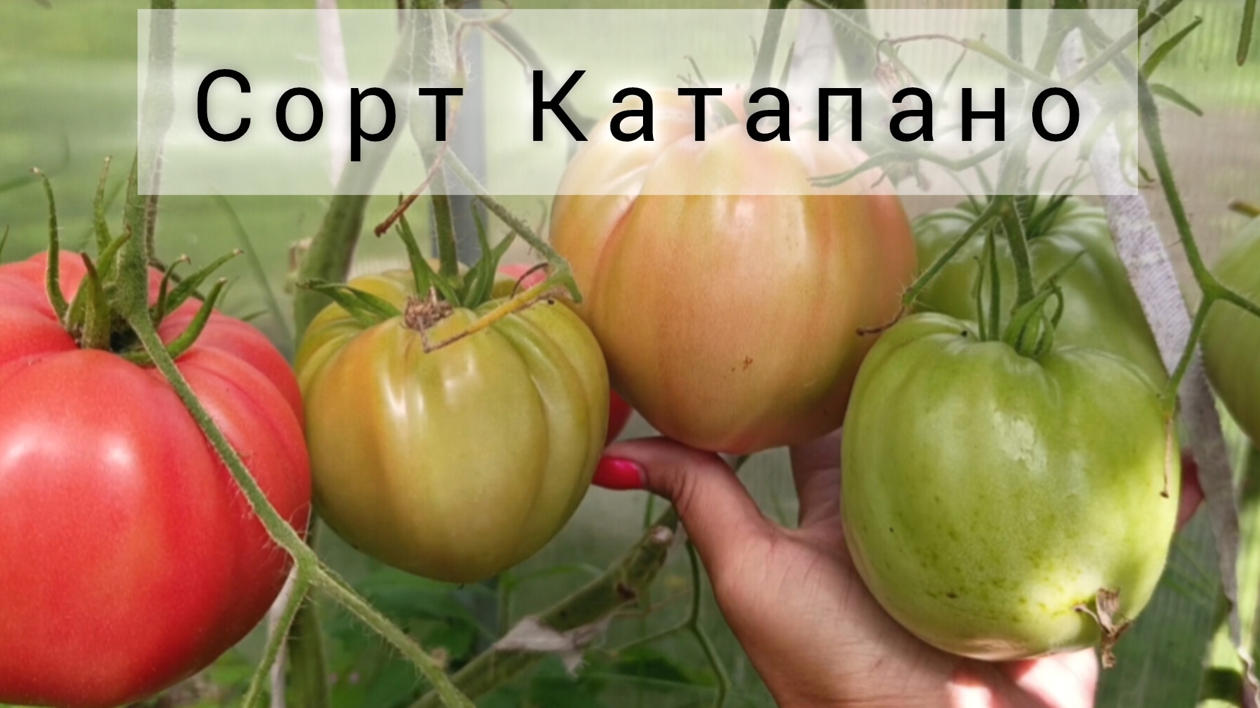 Томаты Катапано