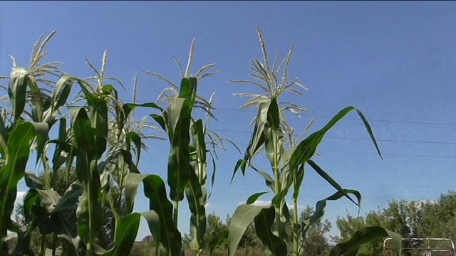 Шесть сортов моей кукурузы на 19 августа