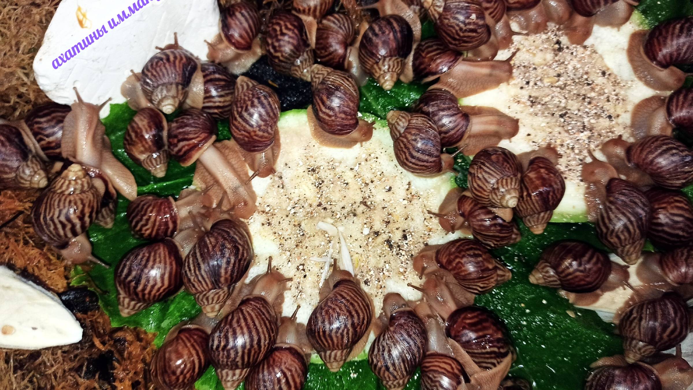 Мои НОВЫЕ питомцы #ахатина_иммакулята 17.08.25