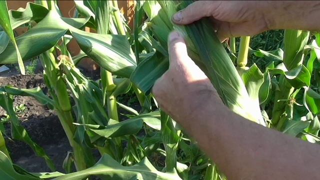 Как нахожу спелый початок кукурузы