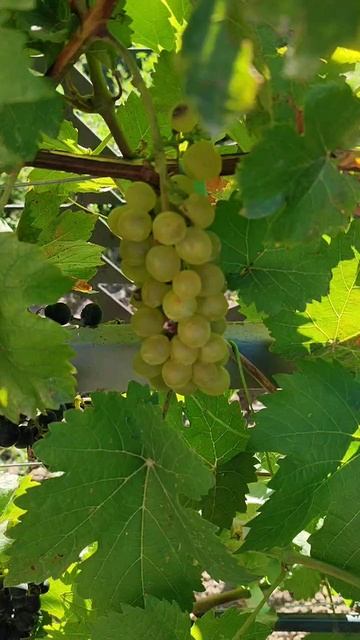 Технические сорта винограда: Буковинка и Кристалл. 19.08.25