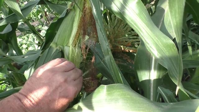 Кукуруза ЦАРЕВИЦА и ТРОЙНАЯ СЛАДОСТЬ.