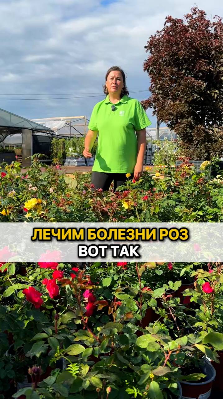 С этими 3 заболеваниями роз справляемся так!