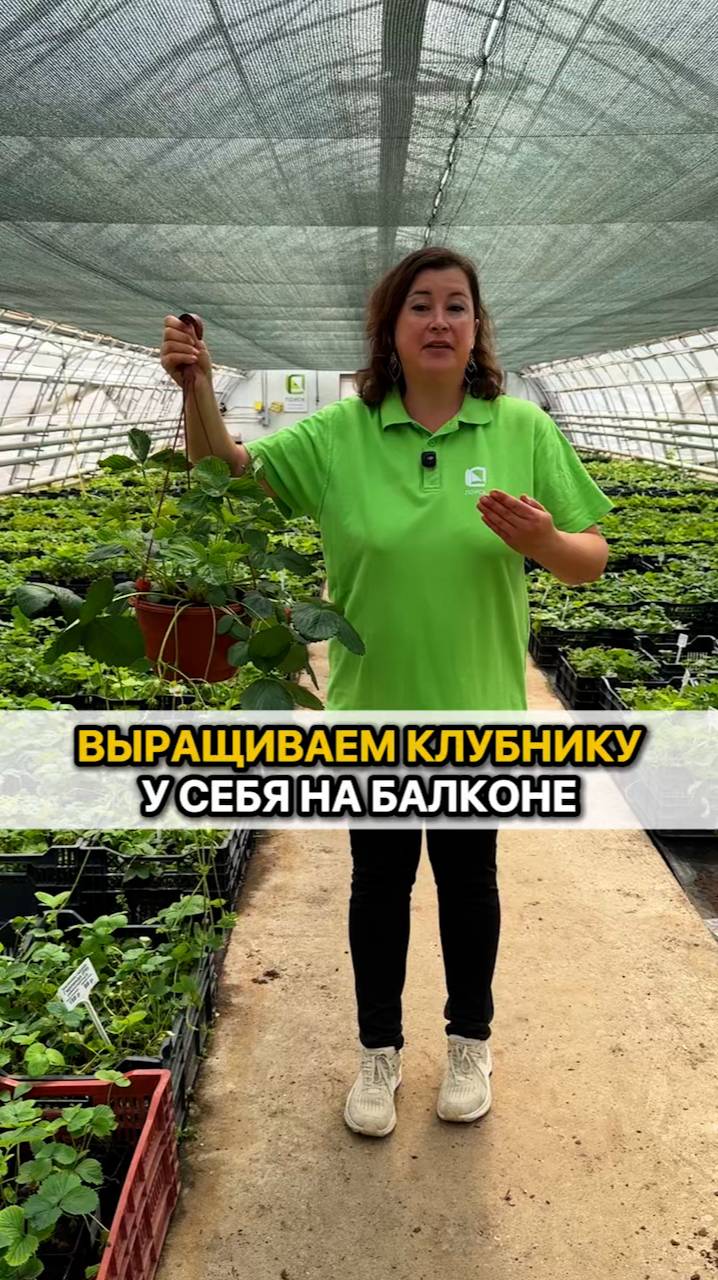 Как вырастить клубнику у себя на балконе?