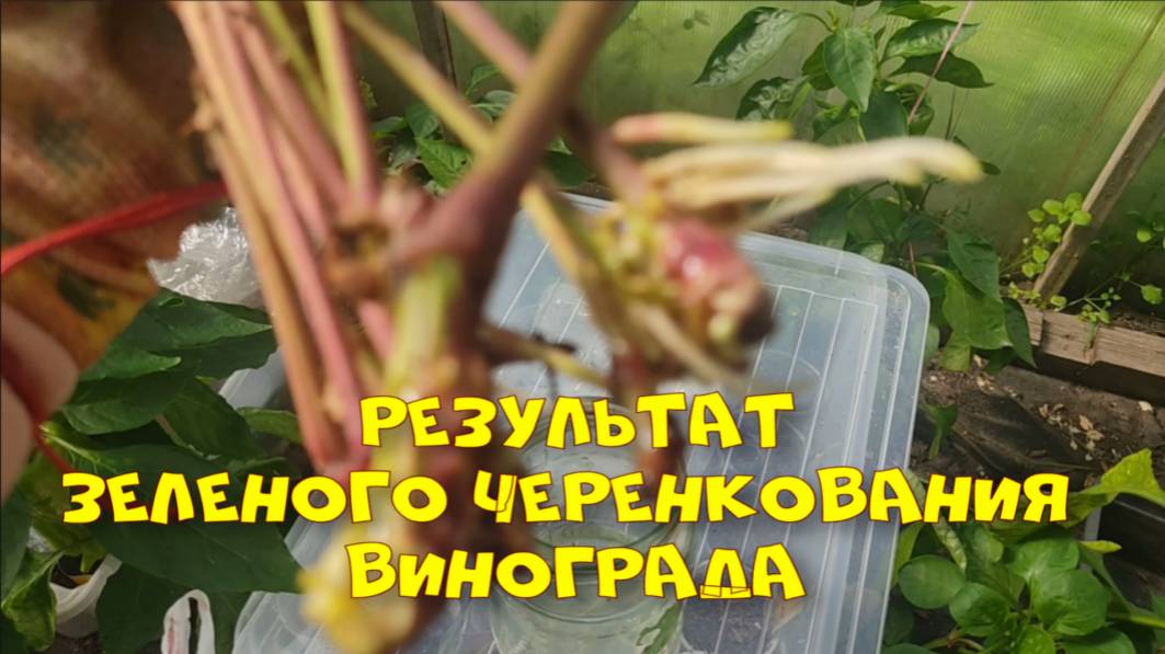 Зеленое черенкование винограда. Результат.