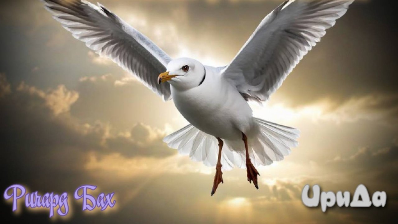 Чайка-Джонотан