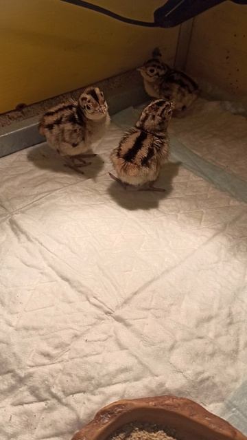 Фазанята в брудере 19.08.25 #новорожденный_фазан