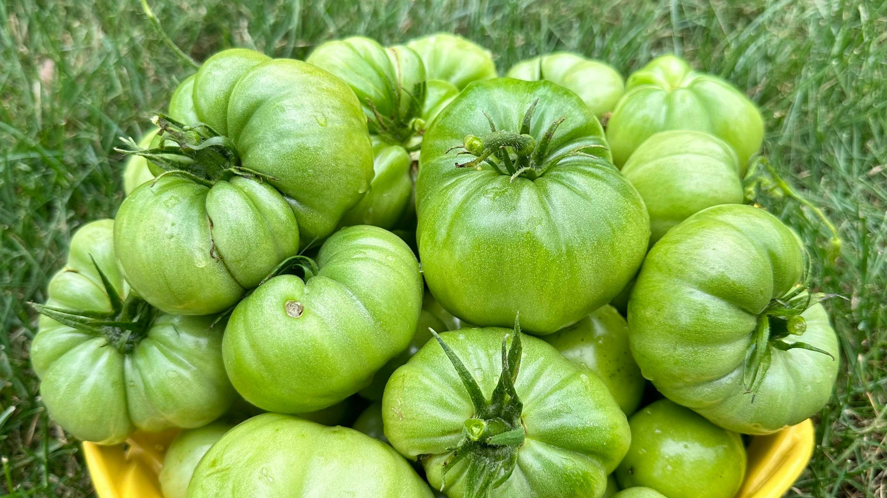 Помидоры не созревают. Причины и исправление ситуации.