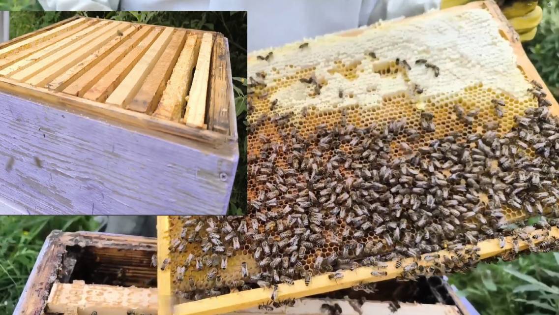 Мед пчелки в этом году не принесли, придется их подкармливать на зиму. #пчелы #пасека  #медосбор