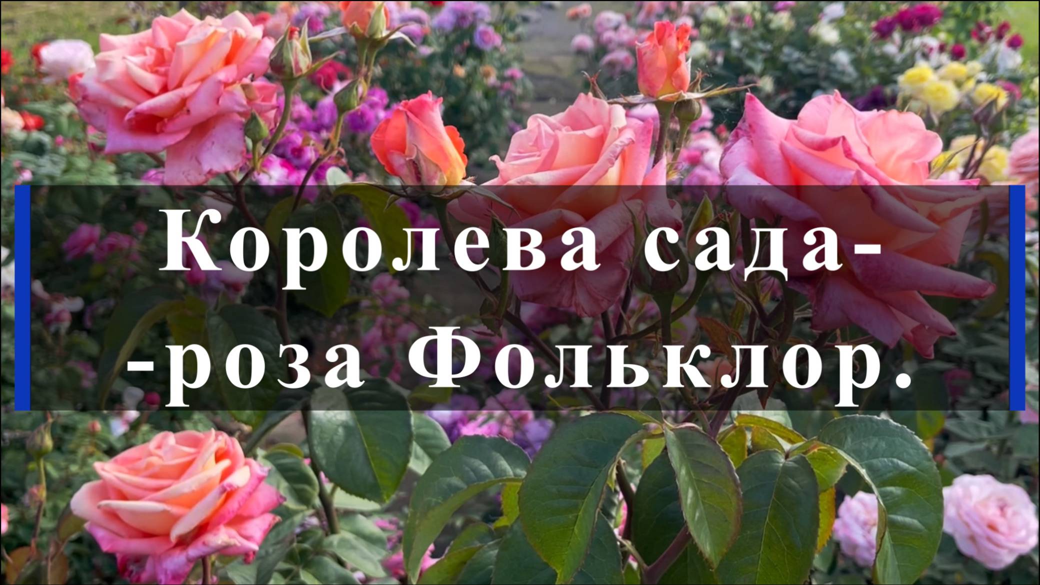 Королева сада-роза Фольклор.