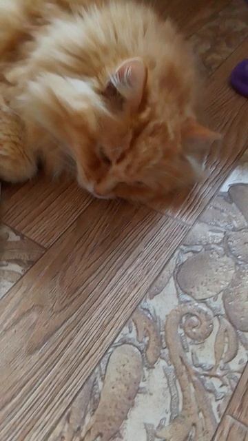 Рыжик дремлет