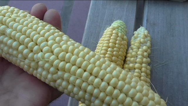 Сравниваю три лучших сорта кукурузы ТРОЙНАЯ СЛАДОСТЬ, КУБАНСКАЯ КОНСЕРВНАЯ и БЫЛИНА.