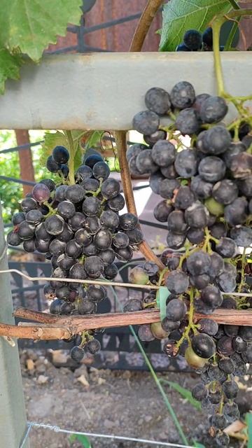 Технические сорта винограда: Курчанский и Саперави Северный. 19.08.25