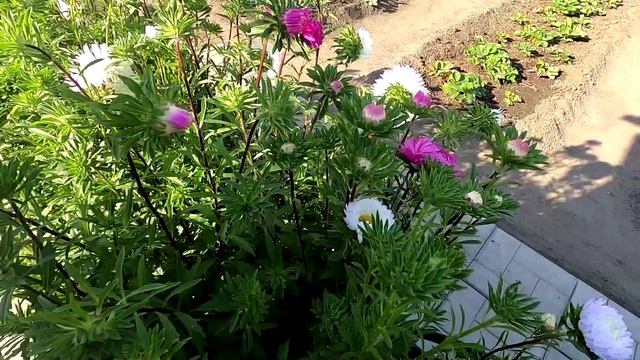 Очень красивые астры 20 августа