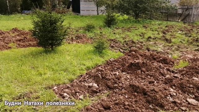 Сваи залиты! Арония поспевает! #14