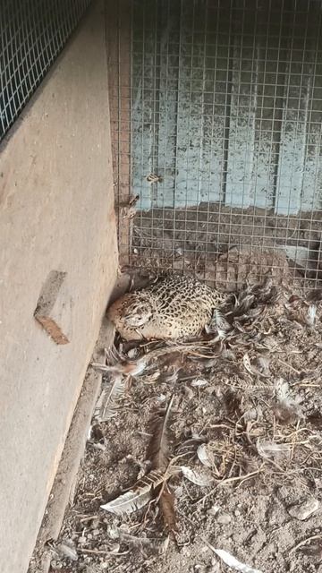 Самка фазана вывела птенцов 19/08/25 #охотничий_фазан