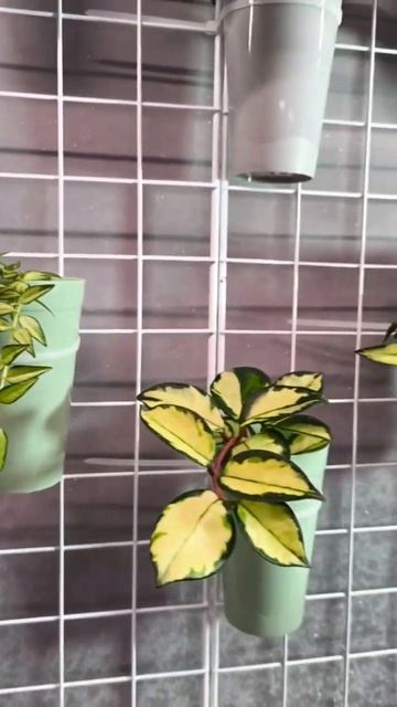 Фитостена.  Анонс.15.08.25.