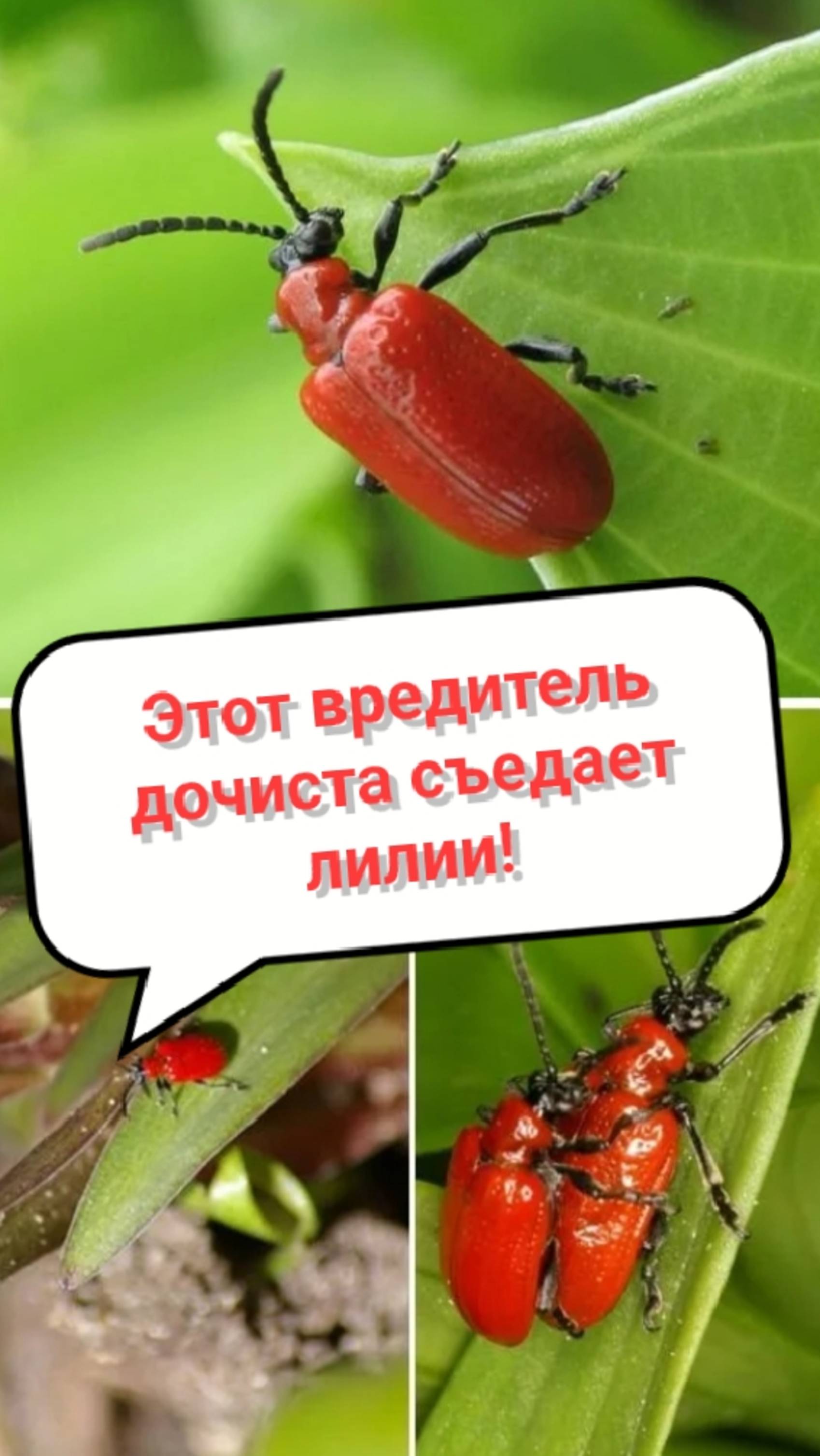 Лилиевая трещалка уже на Урале, полностью съедает лилии!