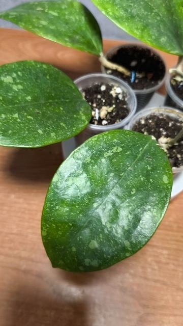 Хойя Паразитика Лао.