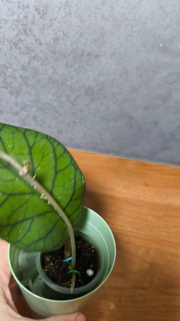 Хойя Меридичи грин.