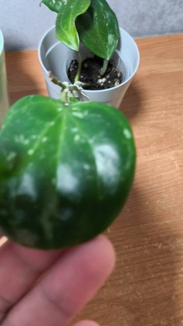 Хойя Латифолия( макрофилла) Сноу Квин.