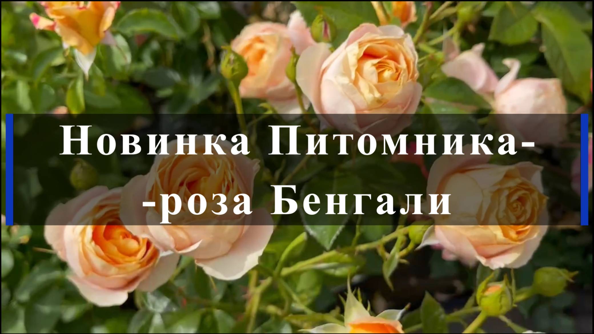 Новинка Питомника-роза Бенгали