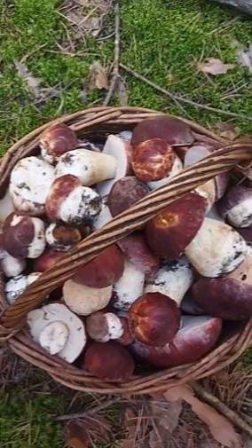 Полная корзина грибов