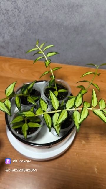 Хойя Белла Льюис Буис вариегатная.